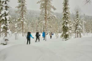 Viisi hiihtäjää etenee metsäsuksilla lumisessa havumetsässä